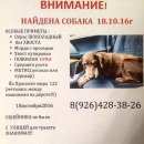 Подробнее об объявлении «Найдена собака м.алексеевска-вднх Москва» Фото: найдена собака  «Найдена собака м.алексеевска-вднх Москва» в г. Москва