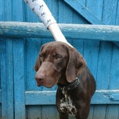 Подробнее об объявлении «Найдена собака курцхаар по объявлению пропавшие 64716 Пятигорск» Фото: найдена собака Курцхаар «Найдена собака курцхаар по объявлению пропавшие...» в г. Пятигорск