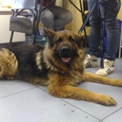 Подробнее об объявлении «Найдена собака кобель немецкой овчарки Электросталь» Фото: найдена собака Немецкая овчарка «Найдена собака кобель немецкой овчарки...» в г. Электросталь