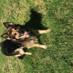 Подробнее об объявлении «Найдена собака кобель овчарка Орехово-Зуево» Фото: найдена собака Староанглийская овчарка «Найдена собака кобель овчарка Орехово-Зуево» в г. Орехово-Зуево