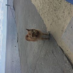 Подробнее об объявлении «Найдена собака кобель с табличкой zender fran Ульяновск» Фото: найдена собака  «Найдена собака кобель с табличкой zender fran...» в г. Ульяновск