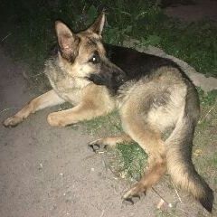 Подробнее об объявлении «Найдена собака Ставрополь» Фото: найдена собака Немецкая овчарка «Найдена собака Ставрополь» в г. Ставрополь
