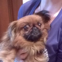 Подробнее об объявлении «Найдена собака в районе желтой горы Орехово-Зуево» Фото: найдена собака Пекинес «Найдена собака в районе желтой горы Орехово-Зуево» в г. Орехово-Зуево