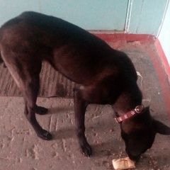 Подробнее об объявлении «Красноярск Найдена собака сове ский район» Фото: найдена собака  «Красноярск Найдена собака сове ский район» в г. Красноярск