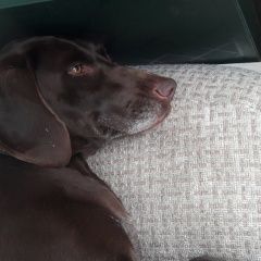 Подробнее об объявлении «Найдена собака девочка 4-5 лет, команды знает. Анапа» Фото: найдена собака Курцхаар «Найдена собака девочка 4-5 лет, команды знает....» в г. Анапа