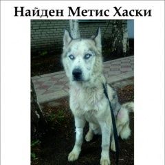 Подробнее об объявлении «Найдена собака кобель метис хаски Набережные Челны» Фото: найдена собака Сибирская хаски «Найдена собака кобель метис хаски Набережные Челны» в г. Набережные Челны