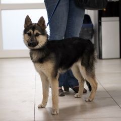 Подробнее об объявлении «Найдена собака Нижний Новгород» Фото: найдена собака  «Найдена собака Нижний Новгород» в г. Нижний Новгород