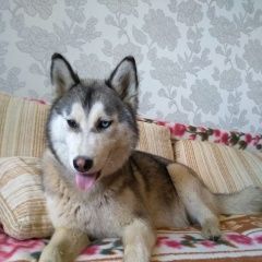 Подробнее об объявлении «Воронеж Найдена собака сибирский хаски» Фото: найдена собака Сибирская хаски «Воронеж Найдена собака сибирский хаски» в г. Воронеж