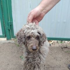 Подробнее об объявлении «Чита Найдена собака кобель породы пудель» Фото: найдена собака Пудель «Чита Найдена собака кобель породы пудель» в г. Чита