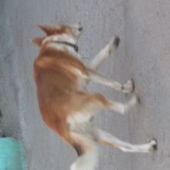 Подробнее об объявлении «Ангарск Найдена собака кобель во дворе дома 6 17 микр.живёт пёс» Фото: найдена собака  «Ангарск Найдена собака кобель во дворе дома 6...» в г. Ангарск