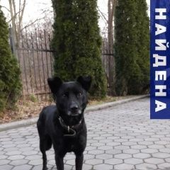 Подробнее об объявлении «Найдена собака Калининград (Кенигсберг)» Фото: найдена собака  «Найдена собака Калининград (Кенигсберг)» в г. Калининград (Кенигсберг)
