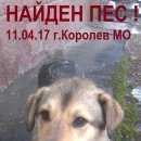 Подробнее об объявлении «Найдена собака кобель 2-3 года, ласковый Королев» Фото: найдена собака  «Найдена собака кобель 2-3 года, ласковый Королев» в г. Королев