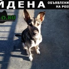 Подробнее об объявлении «Найдена собака Саратов» Фото: найдена собака  «Найдена собака Саратов» в г. Саратов