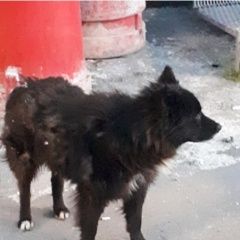 Подробнее об объявлении «Найдена собака черная лохматая собака Москва» Фото: найдена собака  «Найдена собака черная лохматая собака Москва» в г. Москва