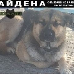 Подробнее об объявлении «Найдена собака Томск» Фото: найдена собака  «Найдена собака Томск» в г. Томск