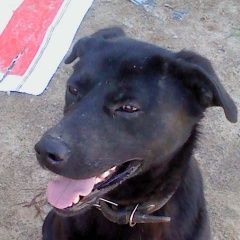 Подробнее об объявлении «Найдена собака кобель апраксино 18 июня 2018 года лабрадор Кострома» Фото: найдена собака  «Найдена собака кобель апраксино 18 июня 2018...» в г. Кострома