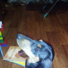 Подробнее об объявлении «Найдена собака Энгельс» Фото: найдена собака Такса «Найдена собака Энгельс» в г. Энгельс