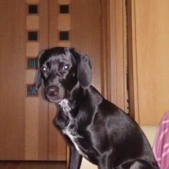 Подробнее об объявлении «Найдена собака кобель Хабаровск» Фото: найдена собака Лабрадор ретривер «Найдена собака кобель Хабаровск» в г. Хабаровск