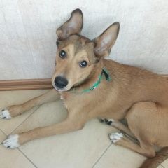 Подробнее об объявлении «Найдена собака кобель   Энгельс» Фото: найдена собака  «Найдена собака кобель   Энгельс» в г. Энгельс