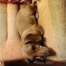 Подробнее об объявлении «Найдена собака Дзержинск» Фото: найдена собака Такса «Найдена собака Дзержинск» в г. Дзержинск