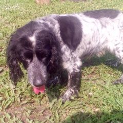 Подробнее об объявлении «Найдена собака кобель Новокузнецк» Фото: найдена собака Английский кокер-спаниель «Найдена собака кобель Новокузнецк» в г. Новокузнецк