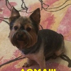 Подробнее об объявлении «Найдена собака кобель Орехово-Зуево» Фото: найдена собака Йоркширский терьер «Найдена собака кобель Орехово-Зуево» в г. Орехово-Зуево