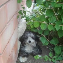 Подробнее об объявлении «Найдена собака Ейск» Фото: найдена собака  «Найдена собака Ейск» в г. Ейск