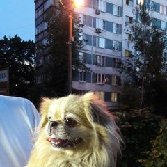 Подробнее об объявлении «Найдена собака пекинес Химки» Фото: найдена собака Пекинес «Найдена собака пекинес Химки» в г. Химки