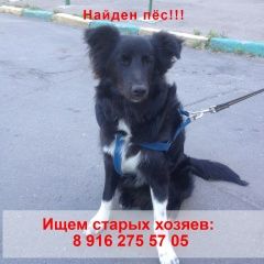 Подробнее об объявлении «Найдена собака кобель вао молодой пес Москва» Фото: найдена собака  «Найдена собака кобель вао молодой пес Москва» в г. Москва