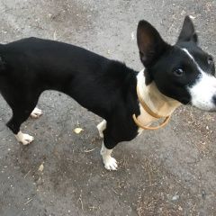 Подробнее об объявлении «Найдена собака Загорянский» Фото: найдена собака  «Найдена собака Загорянский» в г. Загорянский