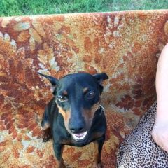 Подробнее об объявлении «Найдена собака Белгород» Фото: найдена собака Карликовый пинчер «Найдена собака Белгород» в г. Белгород