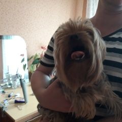 Подробнее об объявлении «Найдена собака кобель Муром» Фото: найдена собака Йоркширский терьер «Найдена собака кобель Муром» в г. Муром