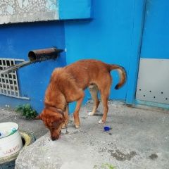 Подробнее об объявлении «Найдена собака Пятигорск» Фото: найдена собака  «Найдена собака Пятигорск» в г. Пятигорск