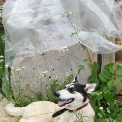 Подробнее об объявлении «Найдена собака белая красота ищет дом Клин» Фото: найдена собака  «Найдена собака белая красота ищет дом Клин» в г. Клин