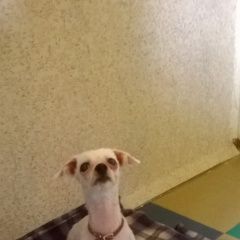 Подробнее об объявлении «Найдена собака Обнинск» Фото: найдена собака Мальтийская болонка «Найдена собака Обнинск» в г. Обнинск