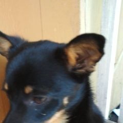 Подробнее об объявлении «Найдена собака Красноярск» Фото: найдена собака  «Найдена собака Красноярск» в г. Красноярск