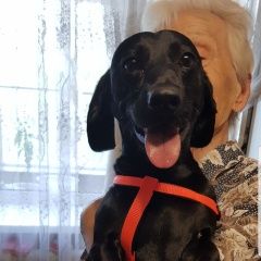 Подробнее об объявлении «Найдена собака кобель Орехово-Зуево» Фото: найдена собака Такса «Найдена собака кобель Орехово-Зуево» в г. Орехово-Зуево