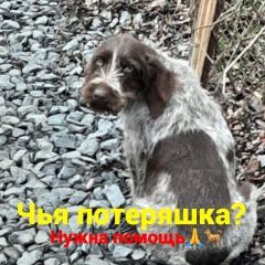 Подробнее об объявлении «Найдена собака Ростов-на-Дону» Фото: найдена собака Дратхаар «Найдена собака Ростов-на-Дону» в г. Ростов-на-Дону