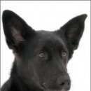 Подробнее об объявлении «Найдена собака окрас черный возможно метиз овчарки Нижний Новгород» Фото: найдена собака  «Найдена собака окрас черный возможно метиз...» в г. Нижний Новгород