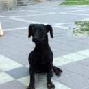 Подробнее об объявлении «Белгород Найдена собака, ищем хозяина» Фото: найдена собака Такса «Белгород Найдена собака, ищем хозяина» в г. Белгород