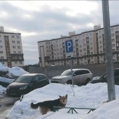 Подробнее об объявлении «Найдена собака в ошейнике Видное» Фото: найдена собака  «Найдена собака в ошейнике Видное» в г. Видное