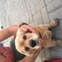 Подробнее об объявлении «Найдена собака кобель в районе татаново 15.07.18 Тамбов» Фото: найдена собака Английский кокер-спаниель «Найдена собака кобель в районе татаново...» в г. Тамбов