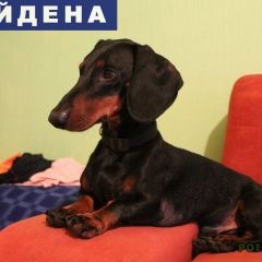 Подробнее об объявлении «Екатеринбург Найдена собака кобель такса мальчик» Фото: найдена собака Такса «Екатеринбург Найдена собака кобель такса мальчик» в г. Екатеринбург