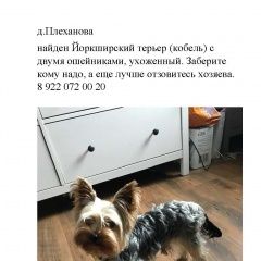 Подробнее об объявлении «Найдена собака кобель Тюмень» Фото: найдена собака Йоркширский терьер «Найдена собака кобель Тюмень» в г. Тюмень