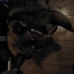 Подробнее об объявлении «Найдена собака кобель мальчик, примерно 10 месяцев Москва» Фото: найдена собака  «Найдена собака кобель мальчик, примерно 10...» в г. Москва