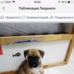 Подробнее об объявлении «Найдена собака на дороге щенок Москва» Фото: найдена собака  «Найдена собака на дороге щенок Москва» в г. Москва