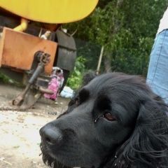 Подробнее об объявлении «Нахабино Найдена собака кобель пятницкое ш.черный спаниель» Фото: найдена собака Английский кокер-спаниель «Нахабино Найдена собака кобель пятницкое...» в г. Нахабино