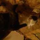 Подробнее об объявлении «Ахтубинск Найдена собака» Фото: найдена собака  «Ахтубинск Найдена собака» в г. Ахтубинск