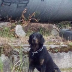 Подробнее об объявлении «Найдена собака кобель метис, окрас черный с коричневым Санкт-Петербург» Фото: найдена собака  «Найдена собака кобель метис, окрас черный с...» в г. Санкт-Петербург