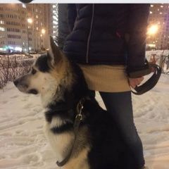 Подробнее об объявлении «Найдена собака кобель Москва» Фото: найдена собака  «Найдена собака кобель Москва» в г. Москва